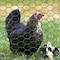 Garden Zone Garden Craft 36 in. H X 25 ft. L Steel Poultry Netting 1 in. 173625 - alternate 2
